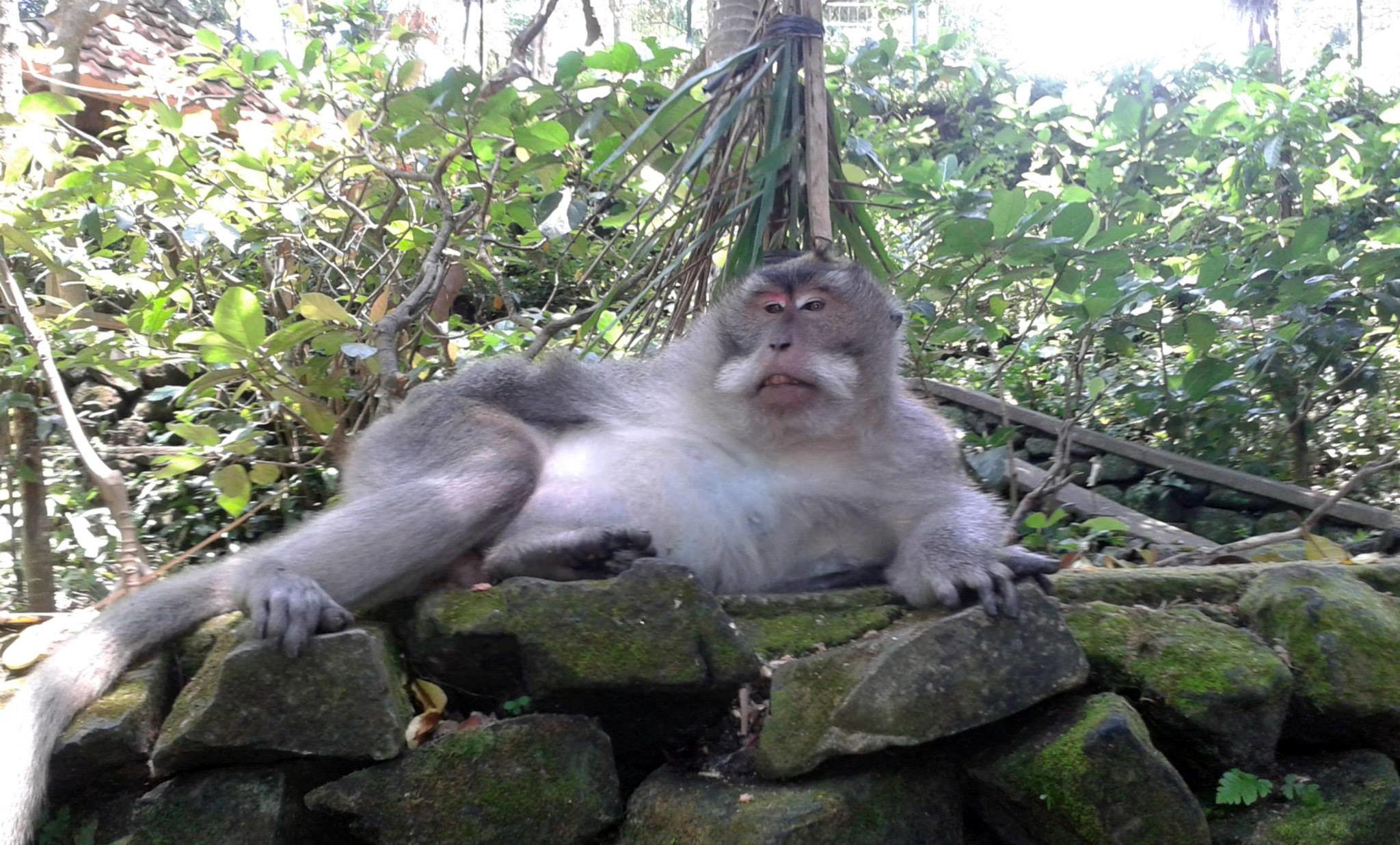 Bali Monkey Sanctuary