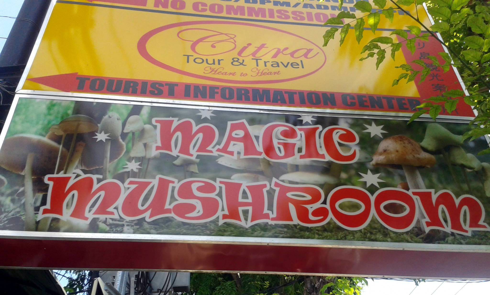 Magic Mushrooms in Bali