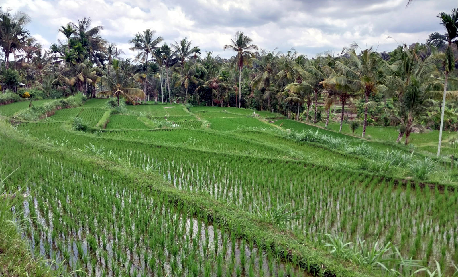 Indonesia Happy Lombokians