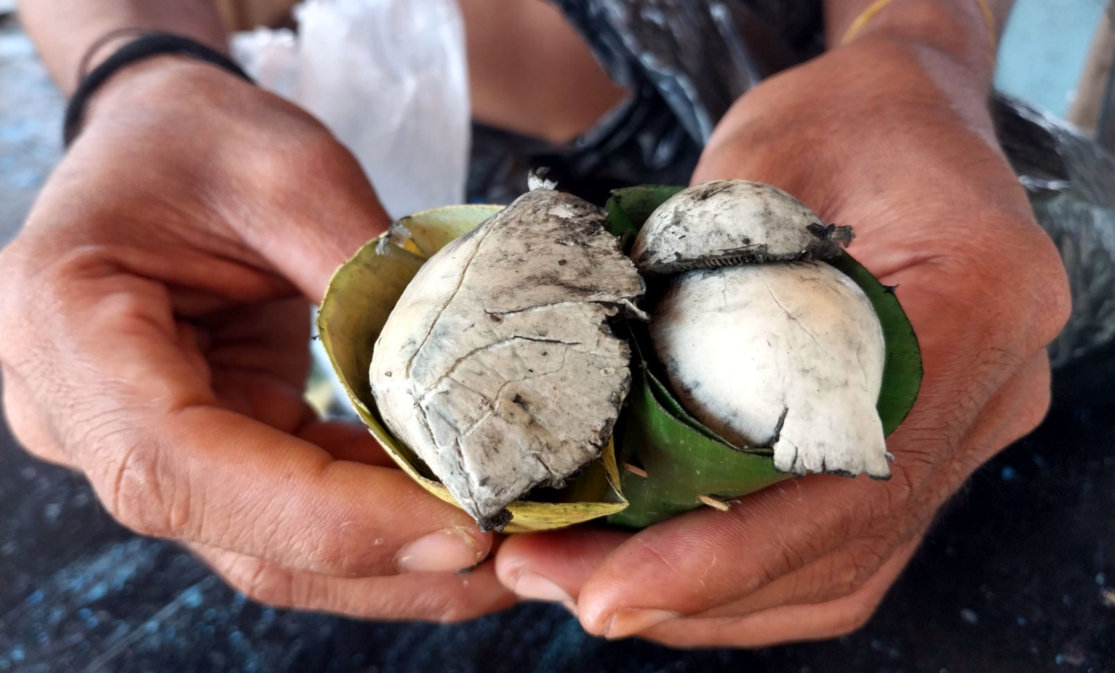 Magic Mushrooms Gili T