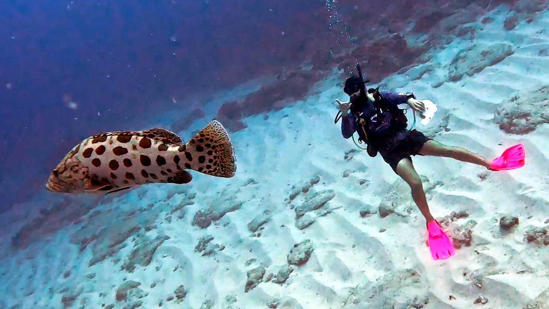 Potato Bass while Coral Reef Mapping