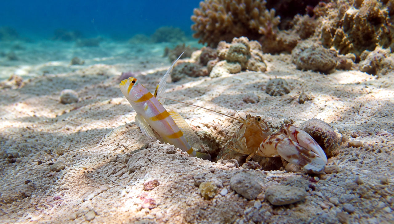 Goby and Shrimp Symbiotic Relationship - Underwater Naturalist Specialty